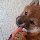 삼대족발천진암점 이미지