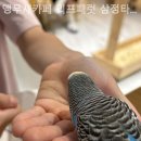 앵무새카페리프패럿삼정타워