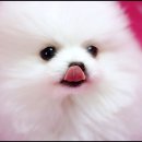 예쁘니