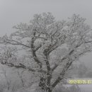 진고개목장 이미지