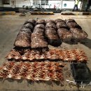 동해-단속-24 이미지