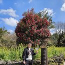 남원읍-25 | 임신 25주 태교여행①-2] 제주 유채꽃 명소 휴애리, 한라산 뷰에 반하고 온 후기