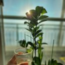 농업회사법인 현대바이오 주식회사 | 👉 “혈관 막힌 느낌… 이것 하나로 달라졌습니다 (은행발효액 솔직 후기)”