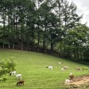 공명목장 이미지