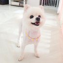 애개개 이미지