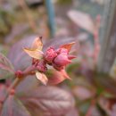 션샤인 하우스 이미지