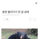 곰이 동면하기전의 모습 이미지