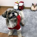 두치 이미지
