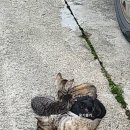 청룡마을길 7 이미지