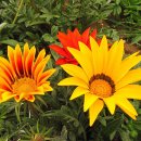 가자니아 이미지