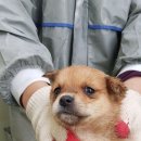 발안로 노트펫