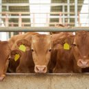 한우 뱅크축산 이미지