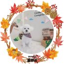 서현애견미용실 이미지