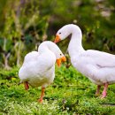 가시버시 이미지