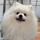 미모아애견 이미지