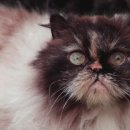 보듬 동물병원 이미지