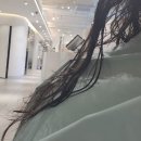과천 아베다 컨셉 살롱 데이지엘헤어 과천점 클리닉후기