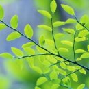 코비코이비인후과의원 이미지