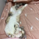 우리고양이 이미지