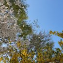 부부축사 이미지