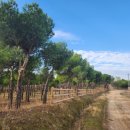 솔밭가는길 이미지