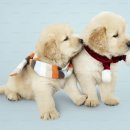 개미용중 이미지