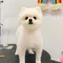 아이앤독 | 일산 백석 애견카페 애견미용 샵 아이앤독 포메라니안 곰돌이 컷 후기 : )
