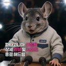 더 매력적인 나를 위한 퍼스털 컬러 진단 및 코칭 | 파타고니아 후리스 신칠라 오트밀 라이트웨이트 리뷰 및 사이즈 비교