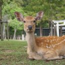 옷의나라 이미지