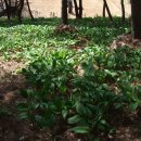 서대산약용자연휴양림 이미지