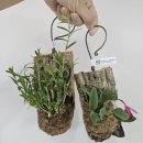 화향원