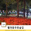 활천꽃무릇숲길(어방동 1077) | 김해 가볼만한곳 산책하기 좋은 활천꽃무릇숲길 개화상태