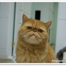 봉팔쌀롱 이미지