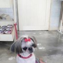 이뿌개 귀엽개 이미지