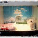 O.K 동물병원 이미지