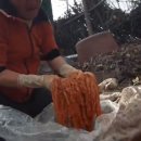 닭나라 정 이미지