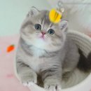 부산고양이분양 모나미네코 동래점 | 부산고양이분양 모나미네코 해운대본점 너무기여워요