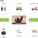 전파닭