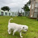 개덩이네 하우스 이미지