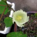 목화소아청소년과의원 이미지