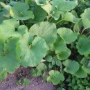 영찬농장 이미지