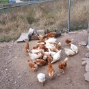 장군농장 이미지