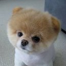 귀여운 강아지 네이버블로그