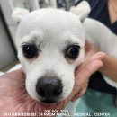 다나음동물병원 | 6살 강아지 나음동물병원에서 건강검진 후기(건강검진 항목, 준비사항)