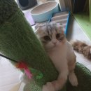 털찐이