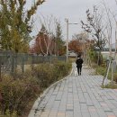 얌체