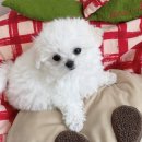 306 퍼피 이미지