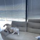 몽글몽글 애견유치원 이미지