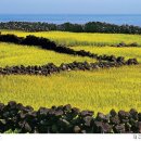 [톡톡 한국의 문화유산] 화산섬 제주 미학의 걸작 밭담 이미지