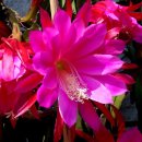 Re:공작선인장(Epiphyllum hybrid) 이미지